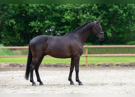 KWPN, Caballo castrado, 4 años, 168 cm, Negro