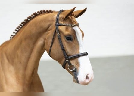 KWPN, Caballo castrado, 4 años, 169 cm, Castaño