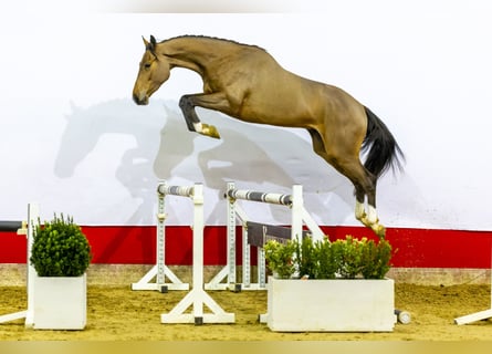 KWPN, Caballo castrado, 4 años, 169 cm, Castaño