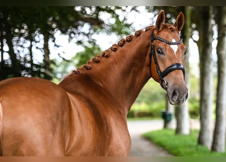 KWPN, Caballo castrado, 4 años, 170 cm, Alazán