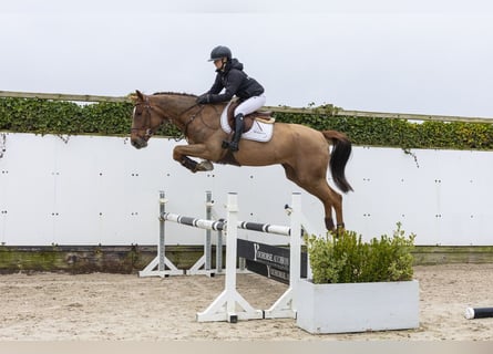 KWPN, Caballo castrado, 4 años, 170 cm, Alazán