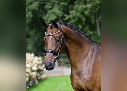 KWPN, Caballo castrado, 4 años, 170 cm, Castaño