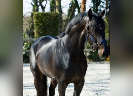 KWPN, Caballo castrado, 4 años, 170 cm, Castaño