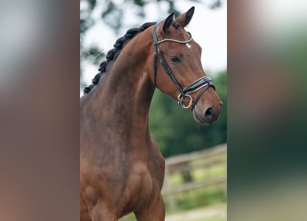 KWPN, Caballo castrado, 4 años, 170 cm, Castaño