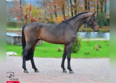 KWPN, Caballo castrado, 4 años, 170 cm, Castaño