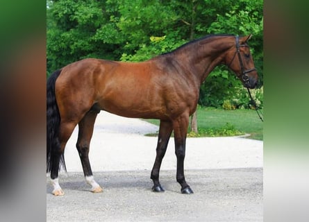 KWPN, Caballo castrado, 4 años, 170 cm, Castaño