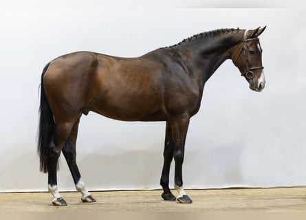 KWPN, Caballo castrado, 4 años, 170 cm, Castaño