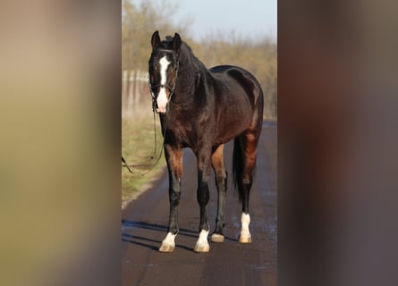 KWPN, Caballo castrado, 4 años, 170 cm, Castaño oscuro