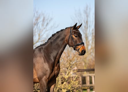 KWPN, Caballo castrado, 4 años, 170 cm, Castaño oscuro