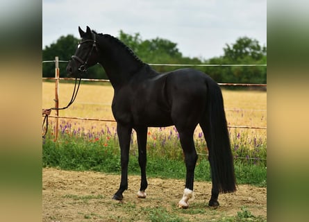 KWPN, Caballo castrado, 4 años, 170 cm, Negro