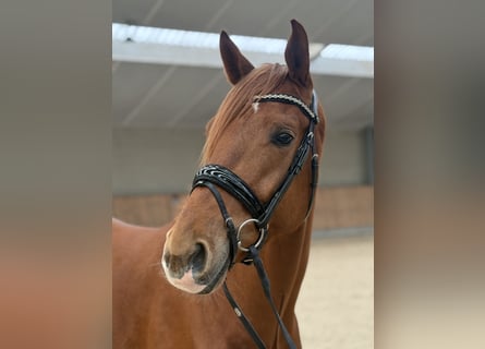 KWPN, Caballo castrado, 4 años, 171 cm, Alazán
