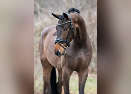 KWPN, Caballo castrado, 4 años, 171 cm, Castaño claro