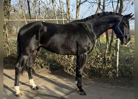 KWPN, Caballo castrado, 4 años, 171 cm, Negro