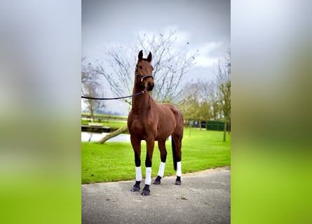 KWPN, Caballo castrado, 4 años, 172 cm, Alazán-tostado