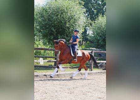 KWPN, Caballo castrado, 4 años, 172 cm, Castaño