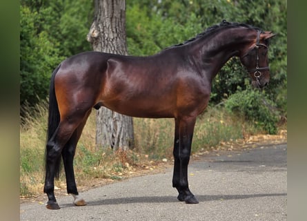 KWPN, Caballo castrado, 4 años, 172 cm, Castaño oscuro