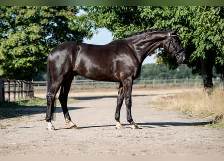 KWPN, Caballo castrado, 4 años, 172 cm, Negro