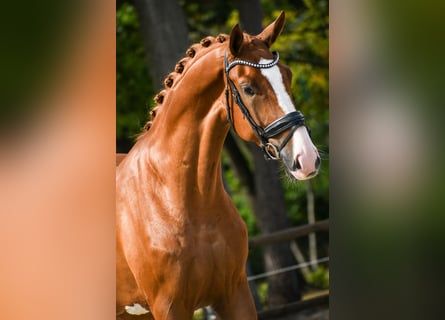 KWPN, Caballo castrado, 4 años, 173 cm, Alazán