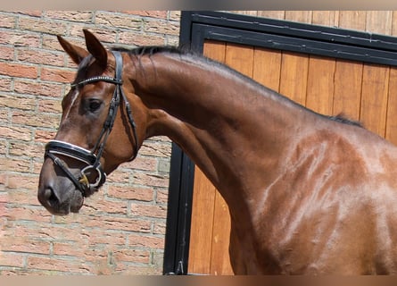 KWPN, Caballo castrado, 4 años, 173 cm, Alazán-tostado