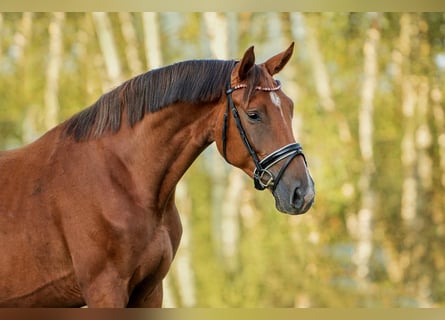 KWPN, Caballo castrado, 4 años, 173 cm, Alazán-tostado