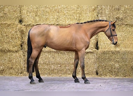 KWPN, Caballo castrado, 4 años, 173 cm, Castaño