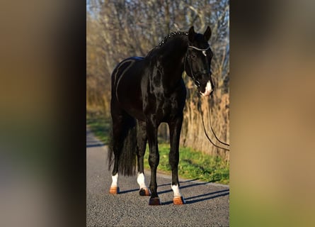 KWPN, Caballo castrado, 4 años, 173 cm, Negro