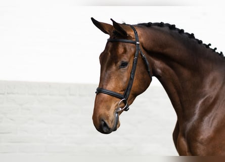 KWPN, Caballo castrado, 4 años, 174 cm
