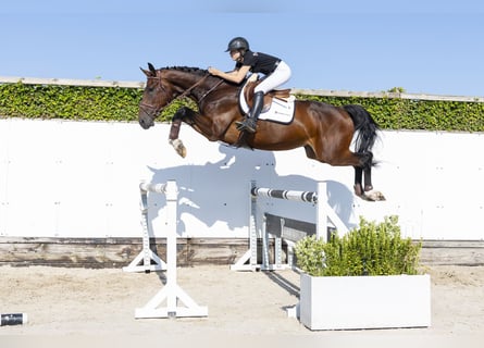 KWPN, Caballo castrado, 4 años, 174 cm, Castaño
