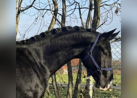 KWPN, Caballo castrado, 4 años, 174 cm, Negro
