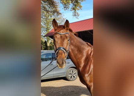 KWPN, Caballo castrado, 4 años, 175 cm, Alazán-tostado
