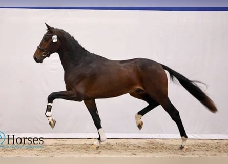 KWPN, Caballo castrado, 4 años, 175 cm, Castaño