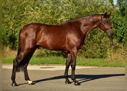 KWPN, Caballo castrado, 4 años, 175 cm, Castaño