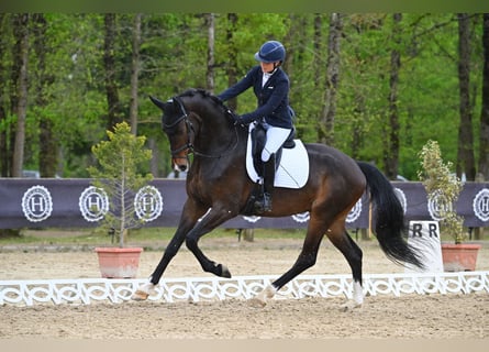 KWPN, Caballo castrado, 4 años, 175 cm, Castaño oscuro