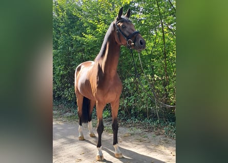 KWPN, Caballo castrado, 4 años, 178 cm, Castaño