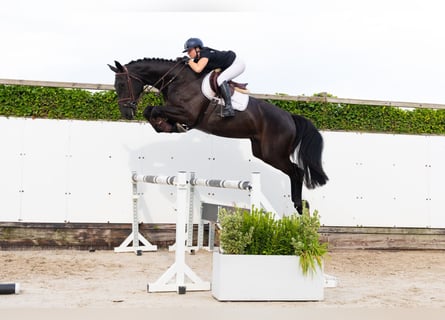 KWPN, Caballo castrado, 4 años, 178 cm, Negro