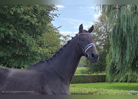 KWPN, Caballo castrado, 4 años, 180 cm, Castaño oscuro