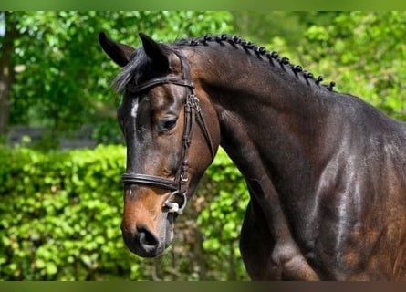 KWPN, Caballo castrado, 4 años, Castaño
