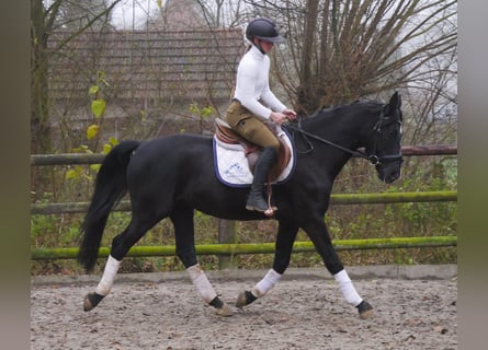 KWPN Mestizo, Caballo castrado, 5 años, 155 cm, Negro