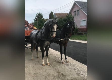 KWPN, Caballo castrado, 5 años, 156 cm, Castaño rojizo