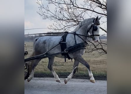 KWPN, Caballo castrado, 5 años, 158 cm, Tordo