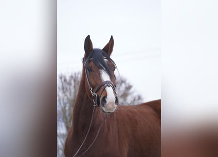 KWPN, Caballo castrado, 5 años, 162 cm, Castaño