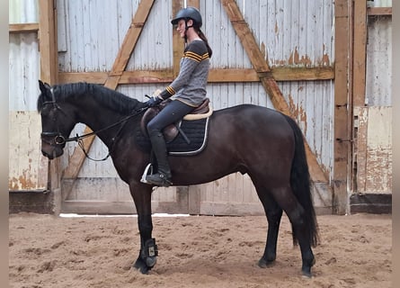 KWPN, Caballo castrado, 5 años, 162 cm, Castaño oscuro