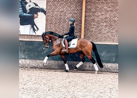 KWPN, Caballo castrado, 5 años, 163 cm, Castaño