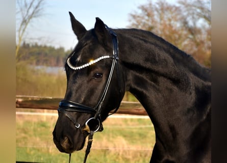 KWPN, Caballo castrado, 5 años, 163 cm, Negro