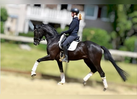 KWPN, Caballo castrado, 5 años, 163 cm, Negro