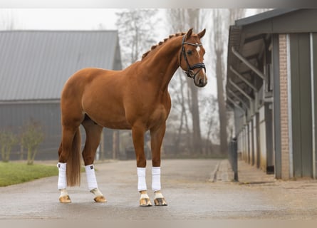 KWPN, Caballo castrado, 5 años, 165 cm, Alazán