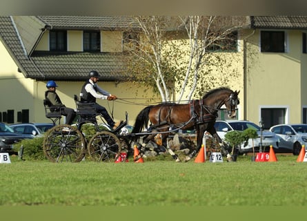 KWPN, Caballo castrado, 5 años, 165 cm, Castaño