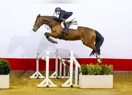 KWPN, Caballo castrado, 5 años, 165 cm, Castaño