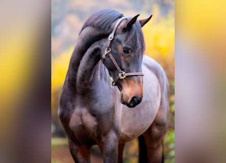 KWPN, Caballo castrado, 5 años, 165 cm, Castaño oscuro