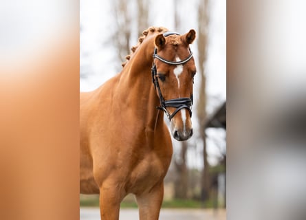 KWPN, Caballo castrado, 5 años, 166 cm, Alazán